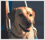 盲導犬の育成を支援します(財団法人日本盲導犬協会)