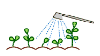 ②葉面散布剤で生育コントロールのイラスト