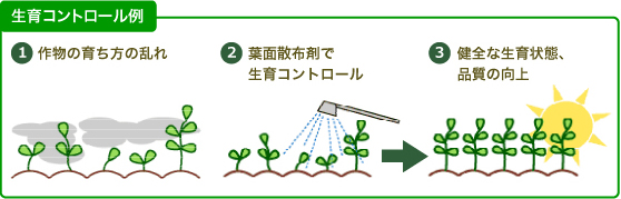 生育コントロール例1.作物の育ち方の乱れ 2.葉面散布剤で生育コントロール 3.健全な生育状態、品質の向上