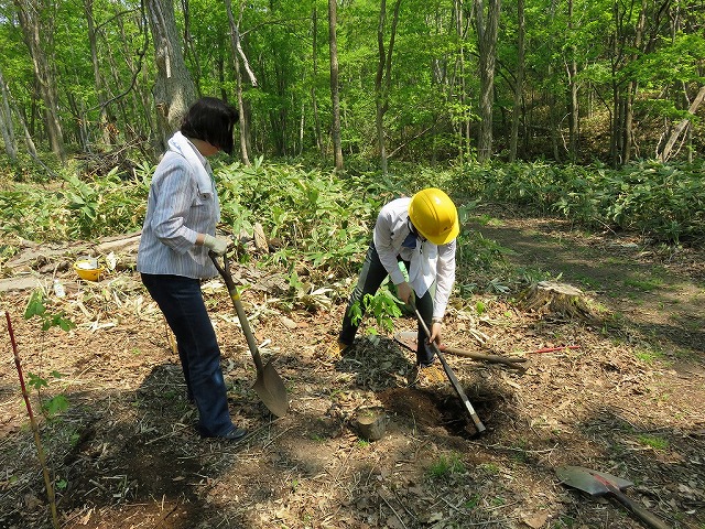 北海道札幌市　札幌市澄川環境林における外来種ニセアカシア侵入地域の復興事業