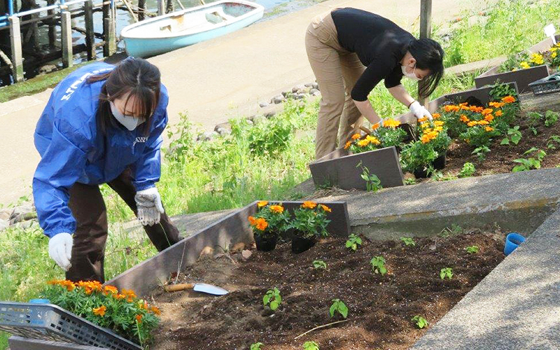 しながわ花海道「オリパラ花壇」サルビア・マリーゴールド花苗植え(2)