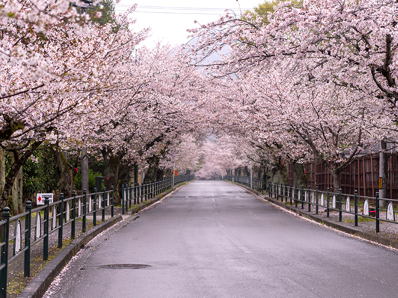 桜並木