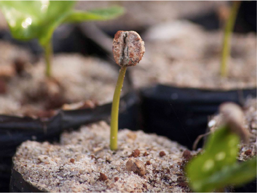 高い品質を誇るイパネマ農園