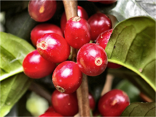 高い品質を誇るイパネマ農園