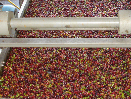 高い品質を誇るイパネマ農園