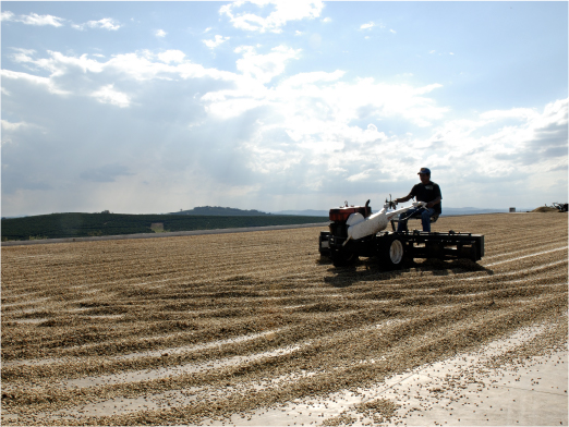 高い品質を誇るイパネマ農園