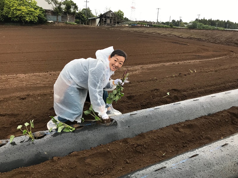 さつまいもの苗植え①