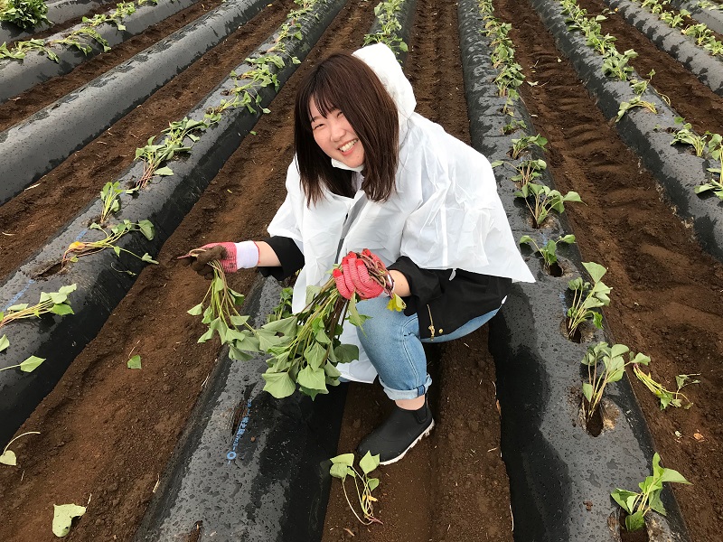 さつまいもの苗植え③