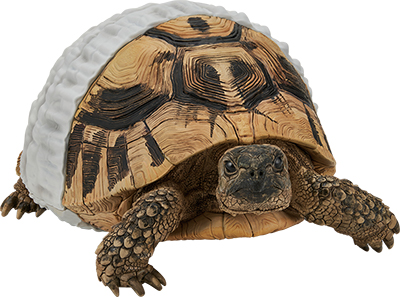 爬虫類&両生類一番くじ 🦎🐸4月11日(金)より順次発売🐢🐍 一番くじ 爬虫類＆両生類