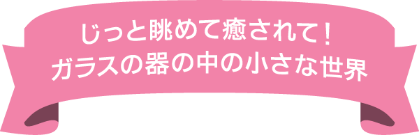 じっと眺めて癒されて！ガラスの器の中の小さな世界