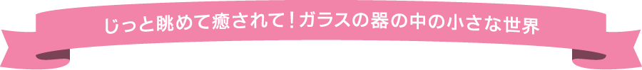 じっと眺めて癒されて！ガラスの器の中の小さな世界